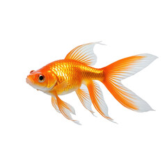 Fototapeta premium Vibrant orange goldfish swimming gracefully. Detailed fins and tail on a black background