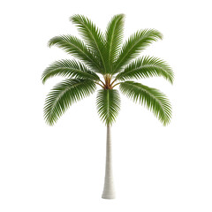 Obraz premium Isolated palm tree with lush green fronds and tall white trunk