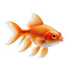 Fototapeta premium Vibrant goldfish isolated on black background, showcasing bright orange & white fins