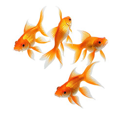 Fototapeta premium Four goldfish, vibrant orange with white-tipped fins, swimming against black