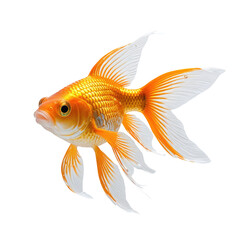 Golden fish, white-edged fins, isolated on black. Stunning detail