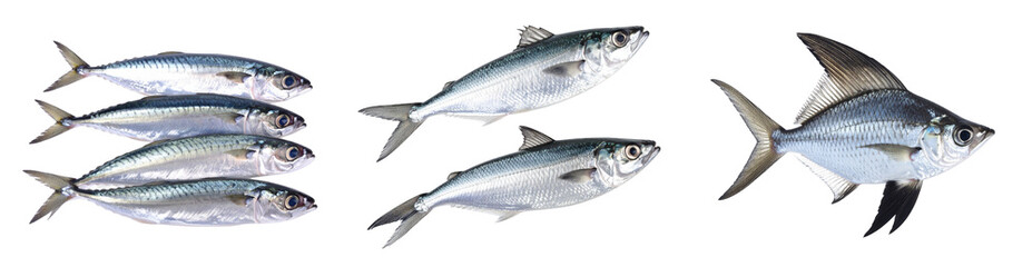 Naklejka premium Multiple Silver Fish Against Transparent Background Showing Detailed Scales and Fins in a Still Life Composition