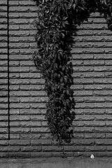 Black and white close-up of a stone brick wall with a thick, vertical stream of ivy or wild vine growing down its center, creating a strong natural and architectural contrast.

