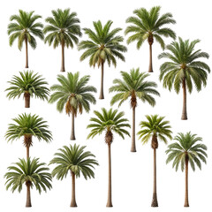 Fototapeta premium Group of green palm trees with brown trunks on a black background