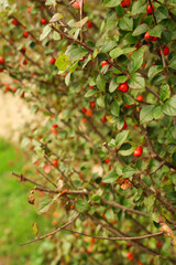 Cotoneaster bush branches displaying vibrant red berries among green leaves, highlighting autumn and winter nature concepts