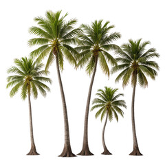 Group of five palm trees, green fronds, brown trunks, isolated on black background