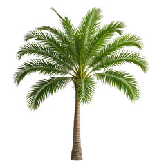 Obraz premium Lush green palm tree with a brown trunk against a black background