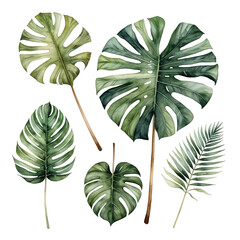 Fototapeta premium Watercolor botanical leaves, diverse shapes, on black background