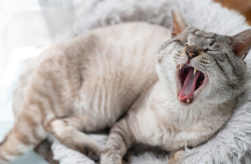 眠そうに欠伸をする可愛い猫