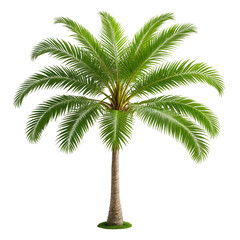 Obraz premium Lush, vibrant palm tree against a black background, isolated for easy use