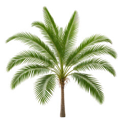 Isolated vibrant green palm tree with lush fronds on black background