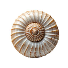 Obraz premium Detailed close-up of a spiral seashell on a black background