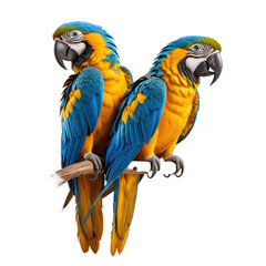 Fototapeta premium Two vibrant macaws perched on a branch, showcasing stunning blue & yellow plumage