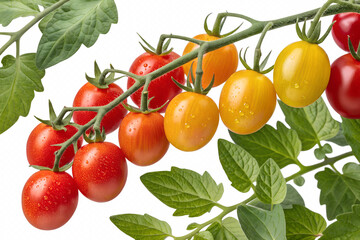 Assorted Tomatoes Illustration &ndash; Colorful Red and Yellow Varieties