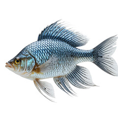 Naklejka premium Vivid blue fish with detailed scales, fins, and eye, isolated on black background