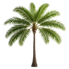 Obraz premium Isolated palm tree with green fronds, brown trunk, and black backdrop