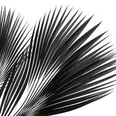 Abstract grayscale image of delicate, feathered-like shapes against black