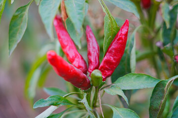 Red and green millet chili peppers
