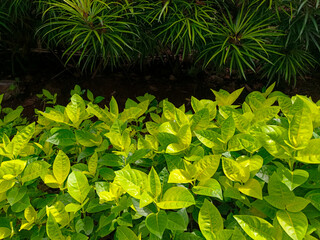 Yellow-Green Garden Foliage in Sunlight