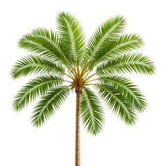 Isolated palm tree, lush green leaves, brown trunk, on a black background