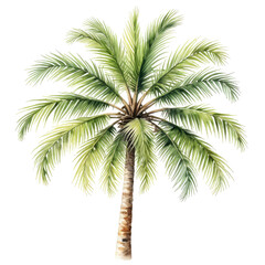 Watercolor painting of a solitary coconut palm tree on black background