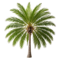 Isolated green palm tree with feathery leaves, brown trunk, and black background