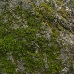 Green Moss Growing on Rough Stone Surface in Natural Forest Environment