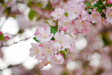 Haitang flowers bloom in spring
