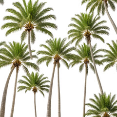 Tropical palm trees against black background. Green fronds reach towards sky