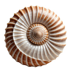 Obraz premium Close-up of a spiral seashell, showcasing intricate pattern and textures