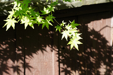 京都の寺院の境内の緑の楓