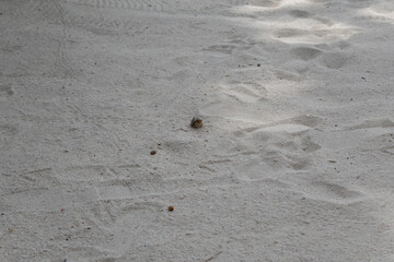 Hermit crab walking on sandy beach in Maldives