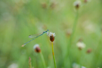 Close-up of a damselfly resting on a small flower in a blurred green background of nature.