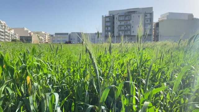 Weath field in urban area, Malta, Qawra. High quality 4k footage