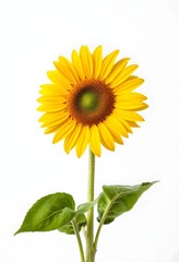 Fototapeta premium A bright sunflower stands tall with green leaves against a white background