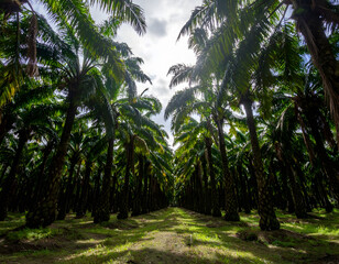 Obraz premium Lush Palm Trees Forming Rows in Bright Sunlight