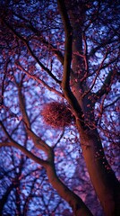 Vertical shot looking up at branches with pinkish leaves, a nest and blue twilight sky