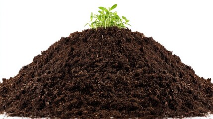 Nurturing growth seedling emerges from rich soil nature close-up isolated sustainability