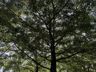 Beautiful tree with green leaves growing under blue sky, bottom view