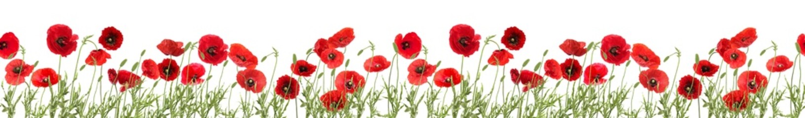 Fototapeta premium Bright red poppy flowers on white background, banner design