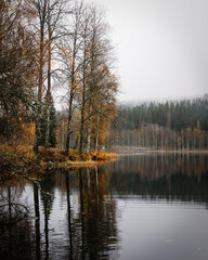 Vertical View of Autumn Birch Trees Reflected in Dark Lake Water with Distant Foggy Forest