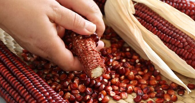 Woman shelling red corn cob at table, closeup