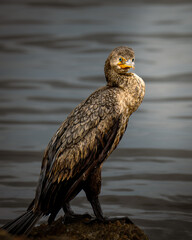 A close-up of a great cormorant (Phalacrocorax carbo) perched on a rock near the water, showing detailed feathers and bright blue eye.