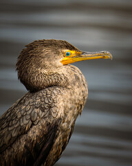 A close-up of a great cormorant (Phalacrocorax carbo) perched on a rock near the water, showing detailed feathers and bright blue eye.