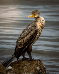 A close-up of a great cormorant (Phalacrocorax carbo) perched on a rock near the water, showing detailed feathers and bright blue eye.