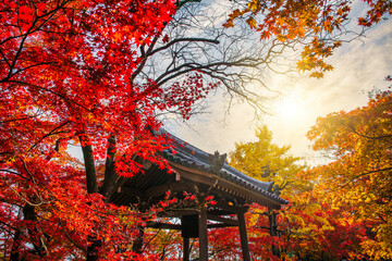 Japanese Maple tree in autumn colors at Tenryū-ji Shrine in Kyoto. Japan