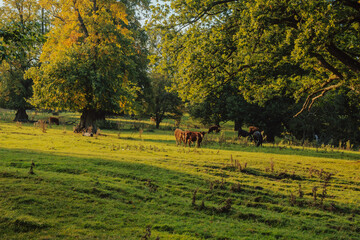 Scenic countryside view in rural England with wildlife and animals. 