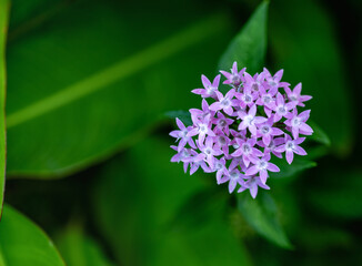 Closeup of Pale Lavender andBlue Lilac Flower Bouquet.