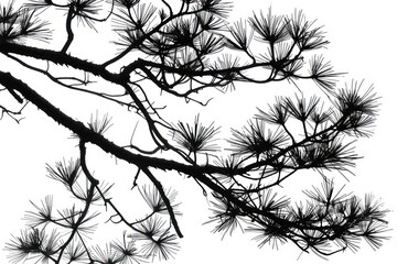 A Needles of Pine tree pine art illustrated.