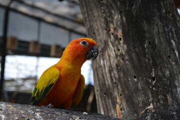 Vibrant Sun Conure Parrot Perched on Tree
